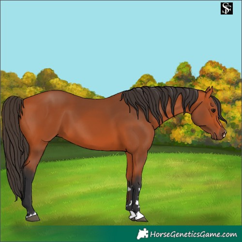 Horse Color:Bay 