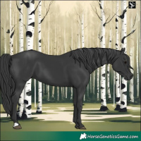 Horse Color:Black 