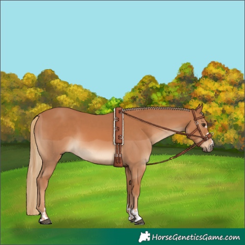 Horse Color:Chestnut  and Chestnut 