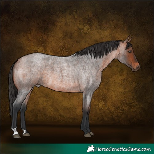 Horse Color:Bay Roan