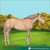 Horse Color:Gold Champagne Splash 