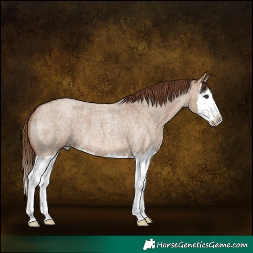 Horse Color:Red Dun Roan Splash