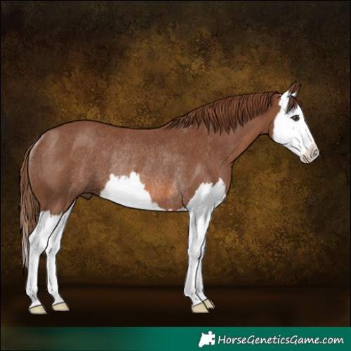 Horse Color:Chestnut Splash Rabicano