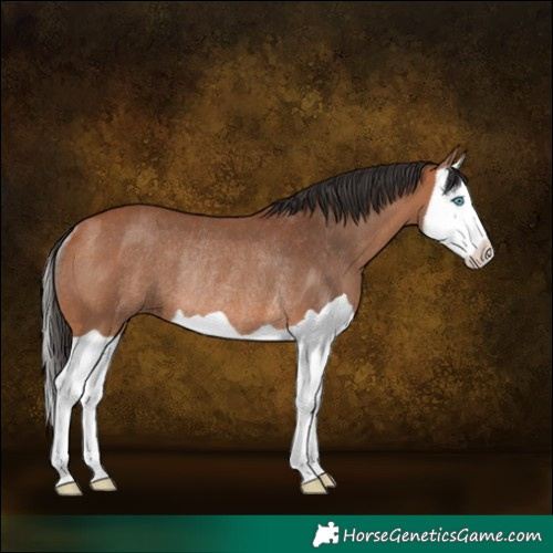 Horse Color:Bay Splash Rabicano