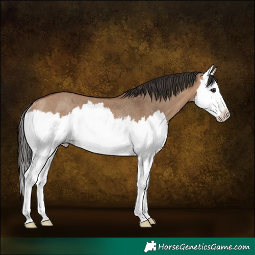 Horse Color:Bay Dun Splash Rabicano 