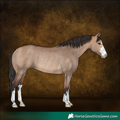 Horse Color:Bay Dun Rabicano