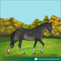 Horse Color:Black and Black