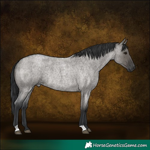 Horse Color:Grullo Roan Rabicano 