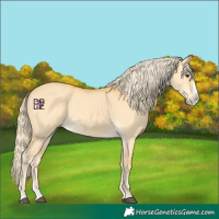 Horse Color:Palomino Dun Splash 