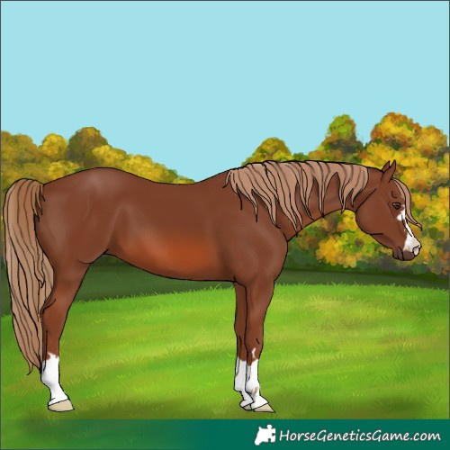 Horse Color:Chestnut 