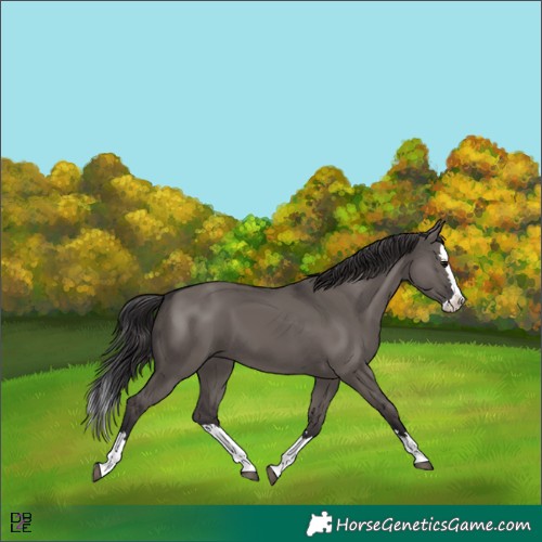 Horse Color:Smoky Grullo Splash 