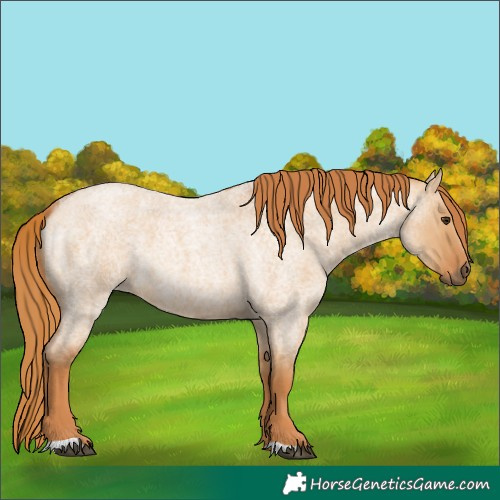 Horse Color:Red Dun Roan 
