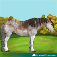 Horse Color:White Spotted Bay 