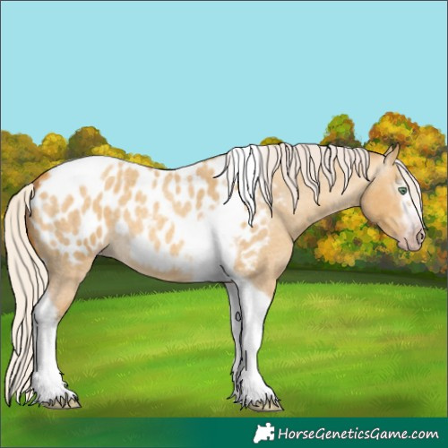 Horse Color:Gray Silver Amber Cream Champagne Roan Dun Splash Tobiano Frame Appaloosa Rabicano 