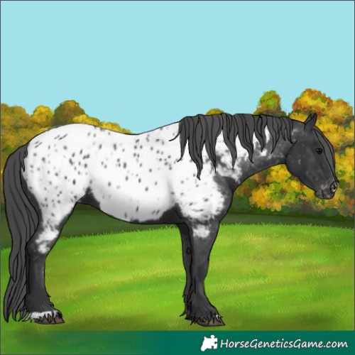 Horse Color:Black Appaloosa
