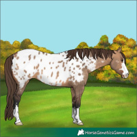 Horse Color:Bay Dun Appaloosa 