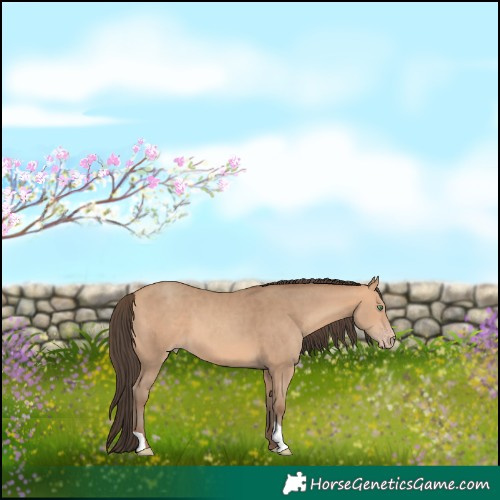 Horse Color:Amber Champagne