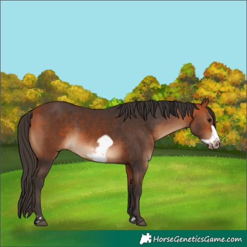 Horse Color:Bay  and Bay Frame 