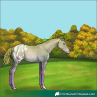 Horse Color:Buckskin Pearl Appaloosa Rabicano 