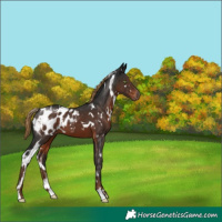 Horse Color:Gray White Spotted Liver Chestnut Blanket 
