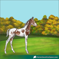 Horse Color:White Spotted Silver Bay Tobiano Appaloosa 