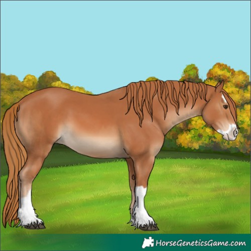 Horse Color:Chestnut  and Chestnut Splash 