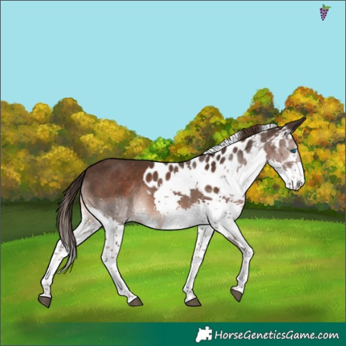 Horse Color:Liver Chestnut Splash Skewed Appaloosa 