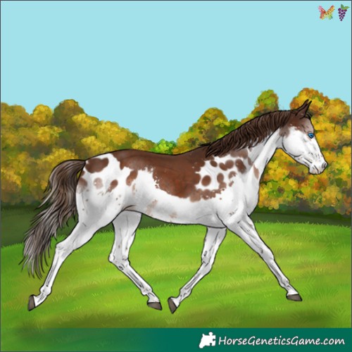Horse Color:Liver Chestnut Splash Skewed Appaloosa
