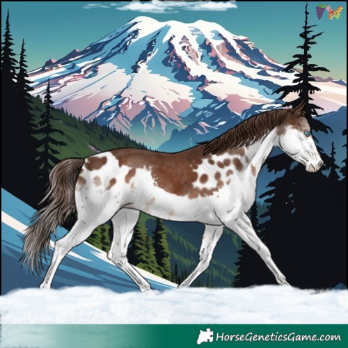 Horse Color:Liver Chestnut Splash Skewed Appaloosa 