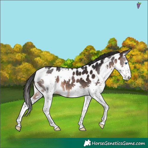 Horse Color:Brown Splash Skewed Appaloosa 