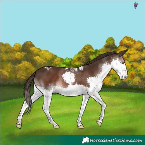 Horse Color:Liver Chestnut Splash Skewed Appaloosa 