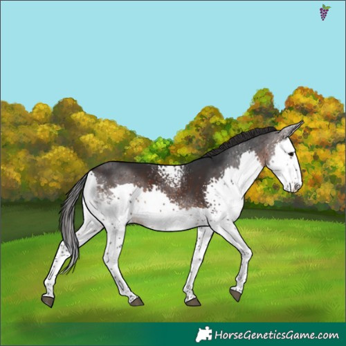 Horse Color:White Spotted Brown Splash Skewed Appaloosa