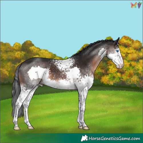 Horse Color:White Spotted Brown Splash Skewed Appaloosa