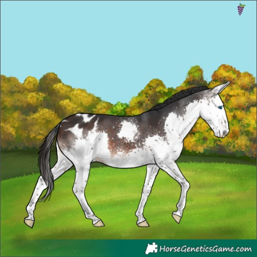 Horse Color:White Spotted Brown Splash Skewed Appaloosa 