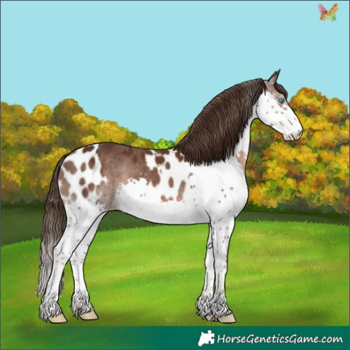 Horse Color:Liver Chestnut Splash Skewed Appaloosa 