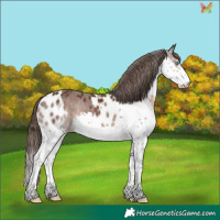 Horse Color:Liver Chestnut Splash Skewed Appaloosa