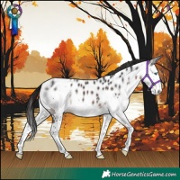 Horse Color:Brown Splash Skewed LP Spotted