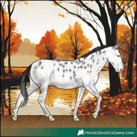 Horse Color:Brown Splash Skewed Appaloosa 