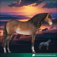 Horse Color:Bay  and Bay 