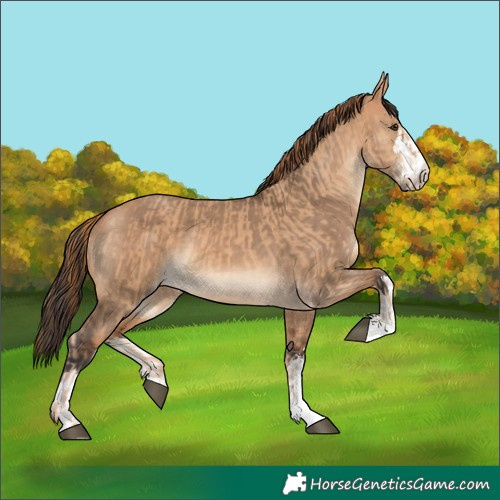 Horse Color:Red Dun and Bay Dun