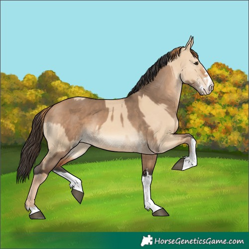 Horse Color:Red Dun  and Bay Dun 