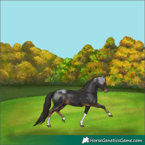 Horse Color:Liver Chestnut Tobiano 