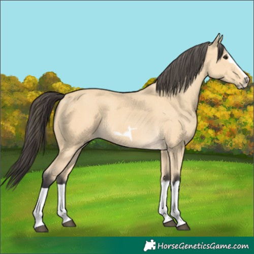 Horse Color:Buckskin Splash Frame