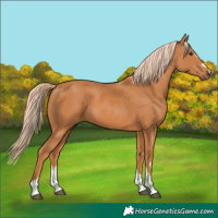 Horse Color:Chestnut 