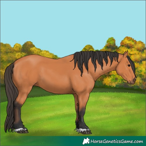 Horse Color:Bay 