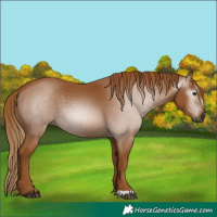 Horse Color:Gray Chestnut 