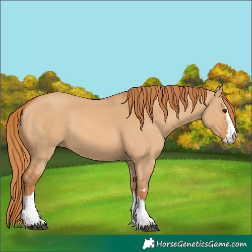 Horse Color:Red Dun 