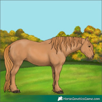 Horse Color:Chestnut Rabicano 