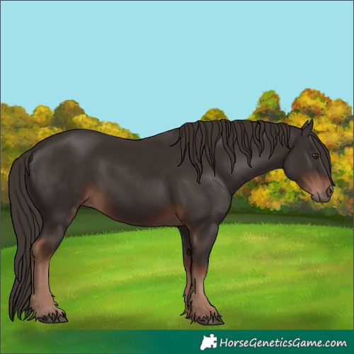 Horse Color:Liver Chestnut 