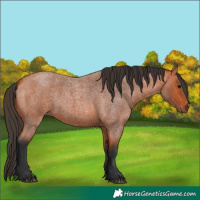 Horse Color:Bay Roan